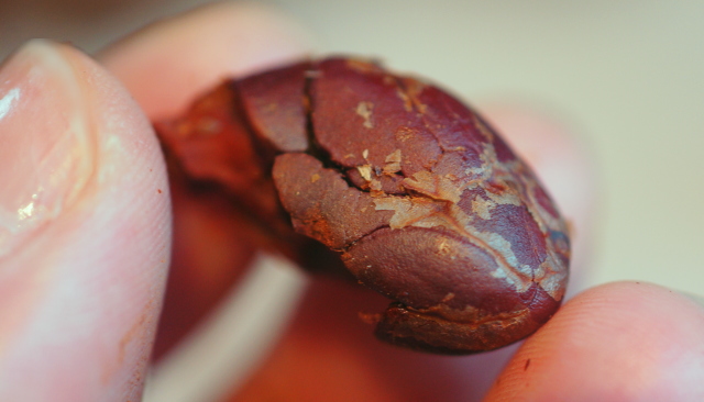 皮をむき、胚芽部分を取り除いたカカオ豆